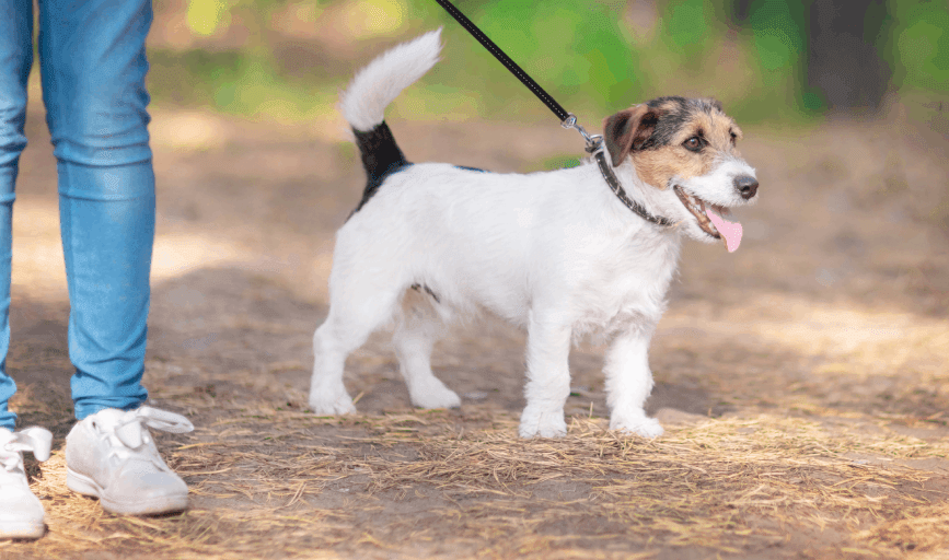 DOG WALKING