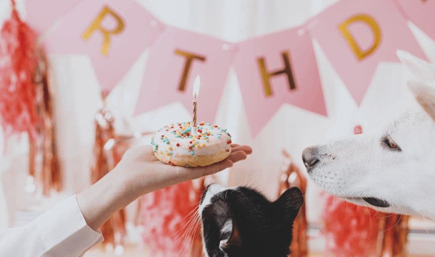 Little Paws Loving Hearts Pet Care Services